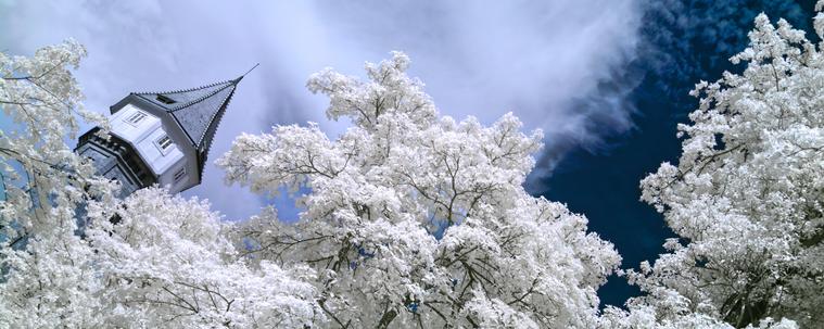 A photo up a treeline at an angle. It is a panoramic shot, very wide. The full lower section of the photo is filled with foliage. The upper section is filled with lightly clouded sky. To the left and old tower reaches into the frame at an angle. The sky is deep blue. The leaves bright white