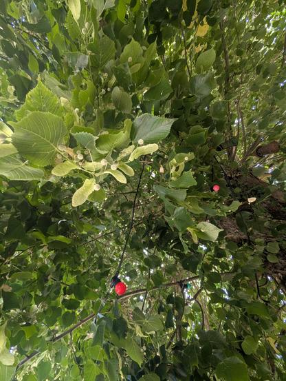 Branches d'un tilleul vu d'en dessous, bien vert, avec quelques ampoules d'une guirlande électrique qui y sont accrochées