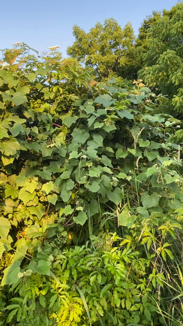 A 25 yr old Concord grape vine that's gone a bit feral on a tall ten foot high wire and post fence is massively covered with clusters of green grapes. It covers about 30 ft of fence. Was told it "never produced anything" and I had to dissuade the previous plot owner to not chop it down when I took over the plot.