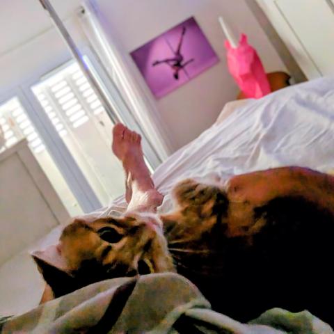 Cute cat on a bed in the morning. Lying on her human. In the background: feet of the human, a unicorn, a pole-dance photography.