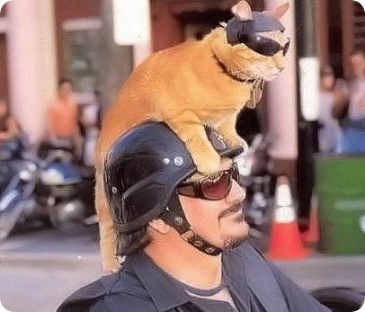 Le haut du buste et la tête d'un motard, muni d'un casque basique et de lunettes de soleil.
Un chat, posé sur le casque, les pattes avant sur le rebord du casque et les pattes arrière sur les épaules du motard, est lui-même muni d'un mini casque qui laisse passer ses oreilles et de lunettes de soleil.