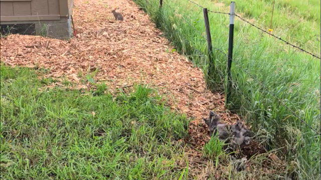 In the foreground, a bantam hen and her brood scratch in some mulch near a barbed-wire fence. In the midground, a small rabbit stands in the mulch between the fence and a shed. An off-camera bird trills, briefly catching the attention of momma hen, and the rabbit hops off into the distance.