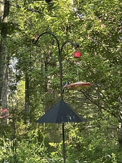 A Downy woodpecker feeds from a flat disc shaped hummingbird feeder. The feeder is hanging from an iron shepherd’s crook with trees and plants in the background. There is a metal cone attached to the pole to keep squirrels off.