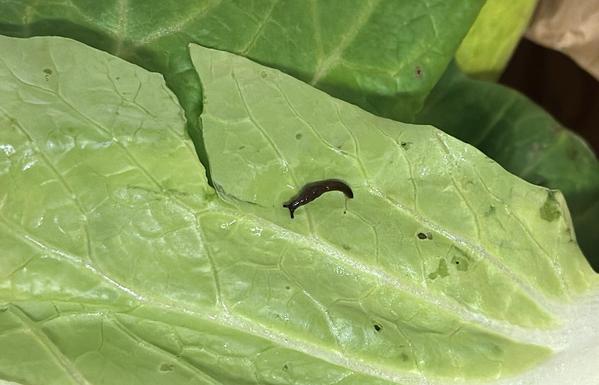 a very small black slug on a very large green leaf with slightly darker green leaves behind. (they're pak choi, in case you were wondering)