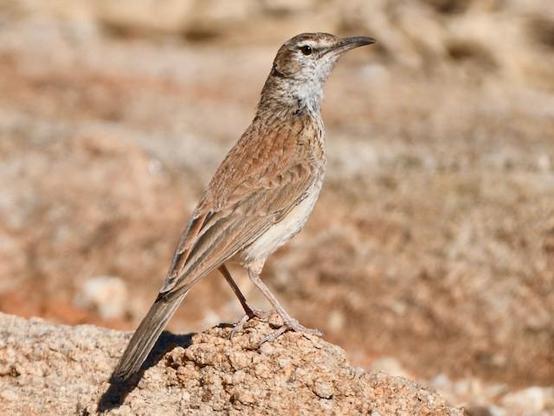 Picture of Karoo Long-billed Lark