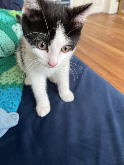 Chaton blanc et noir à l’air surpris assis sur un canapé bleu