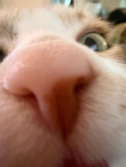 The cat nose of Nili Fossae, the chaotic but affectionate cat princess of Canada