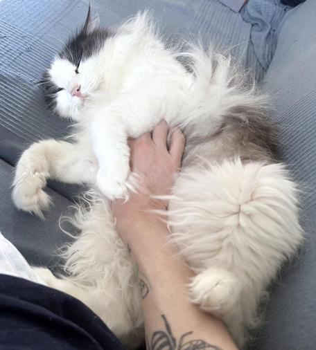 a very floofy black and white cat with a pinky nose is lying on his back/side on a blue woven-cotton sofa cover. an arm/hand were very recently in the process of conveying tummy rubs and are still in position.