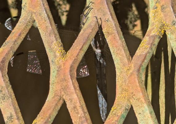 Une libellule posée sur du grillage épais rouillé. On la voit du dessous (face ventrale), de l'autre côté du grillage. Elle est de couleur gris violacé ; on voit un peu l'iridescence de ses ailes.