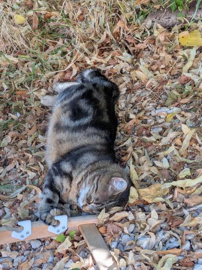 Le même chat affalé au sol tout en long sur son flanc gauche, yeux fermés, a posé une patte dans un ergot d'un transat et une autre sur la première