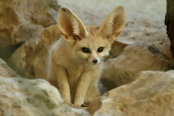 A fennec fox sitting between some rocks and looking very cautiously towards the camera.
