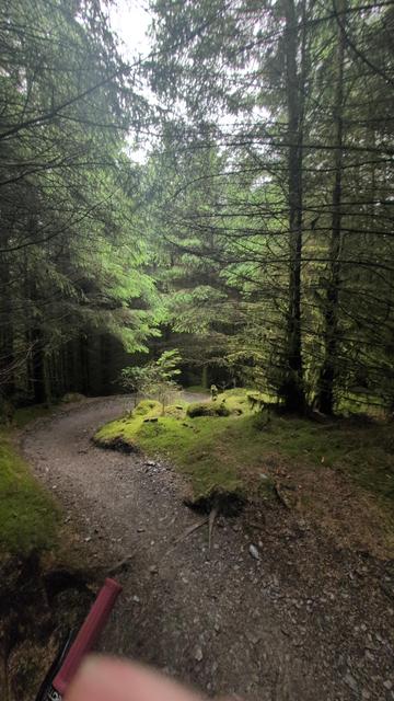 A little bit of sunlight breaking through the trees and illuminating a bit of the track and undergrowth