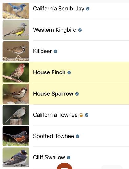 Birds heard by Merlin: 
California Scrub Jay
Western Kingbird
Killdeer
House Finch
House Sparrow
California Towhee
Spotted Towhee
Cliff Swallow