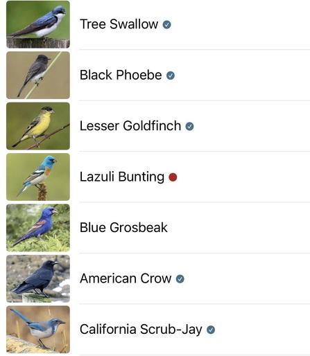 More birds Merlin heard:
Tree Swallow
Black Phoebe
Lesser Goldfinch
Lazuli Bunting
Blue Grosbeak
American Crow
California Scrub Jay