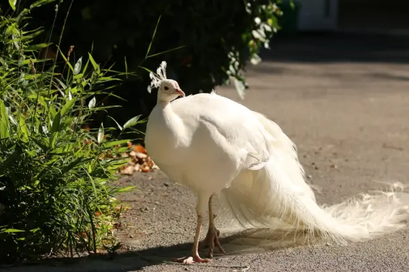 A completely white peacock walking along a paved path. Looks grumpy.