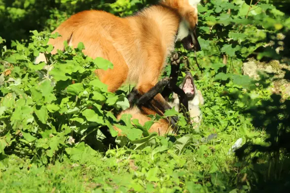 A pesky young maned wolf playing with her dad. Which has her pinned down to the ground for being obnoxious. She complains loudly.