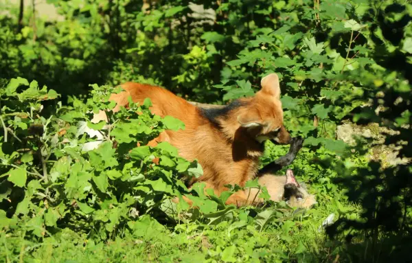 An adult maned wolf playing with his daughter. Looks like she learned that he is still the much stronger one and ended up on her back on the ground.