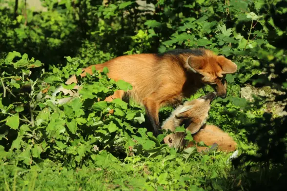 A young maned wolf lying on the ground kissing her parent who stands next to her.