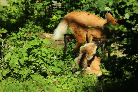 A young maned wolf lying on the ground begging her father to stay for more play time but he's about to wander off.
