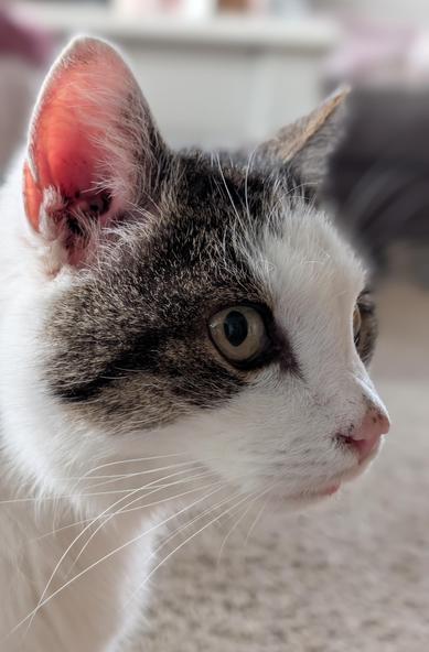 Portrait einer Grau weißen Katze