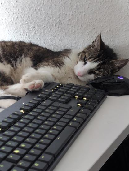 Giotto is lying on the desk next to the keyboard, resting his head on the computer mouse

His beans are visible, and he's looking very eepy