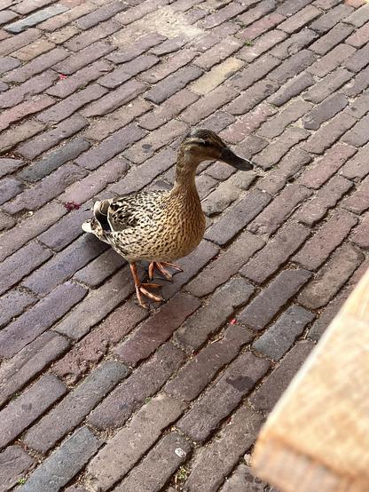 Brown duck standing on bricks and giving us the side eye
