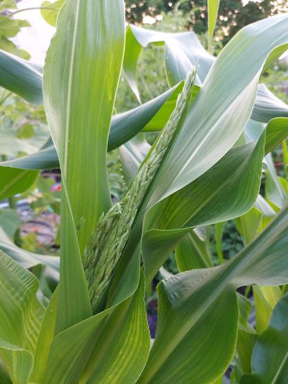 A corn plant, just beginning to flower.