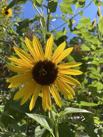 Wild sunflower in full bloom, currently visited by a homeybee