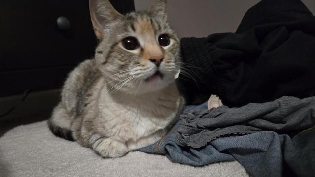 Roe with her mouth almost open to meow at me.