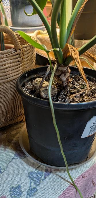 A house plant in a black pot showing a long aerial root.
