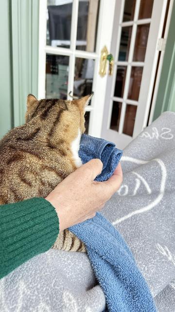 Cat with a cold towel being held against a bee sting on his cheek.