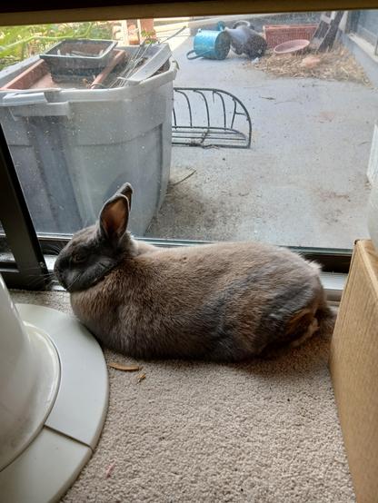 A small gray-brown bunny with upright ears lounges in loaf presentation beside the patio door. His butt is scruffy because he is molting, which is none of your business, HUMAN, HANDS OFF