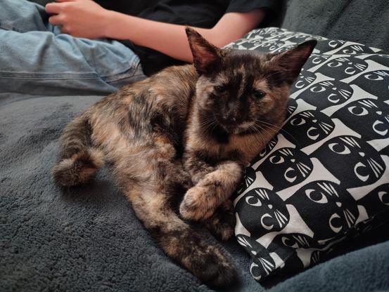 A tortie kitten sits on a couch, leaning on a cat print cushion from IKEA. In the background, a kid sits, playing Minecraft.