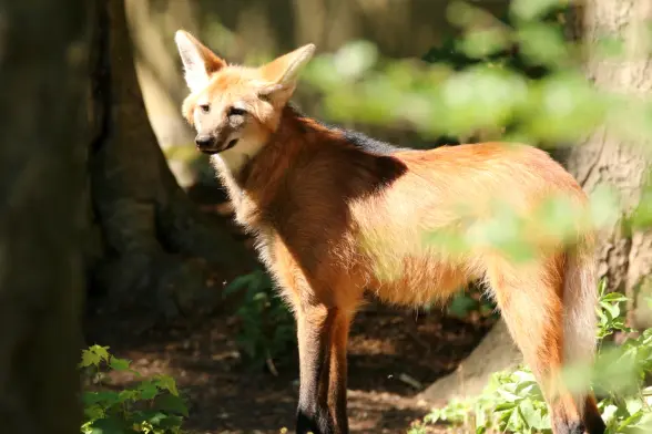 A slightly woozy looking maned wolf standing in the sun between trees.