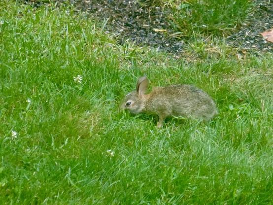 Photograph of a small juvenile Eastern cottontail rabbit --- so young their forehead still has the white mark of youth --- nibbling grass in front of a bird feeder (out of view).
