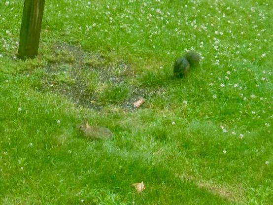 Photograph of a small juvenile Eastern cottontail rabbit --- so young their forehead still has the white mark of youth --- nibbling grass in front of a bird feeder.  A couple feet away is a grey squirrel (in black pelage); the young rabbit is not larger than the squirrel.