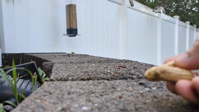 A chipmunk takes a peanut from my hand and then bounds away