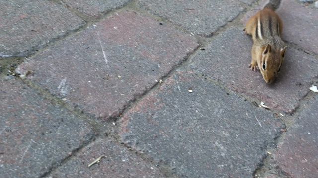 A cute little chipmunk runs over to take a peanut from my hand before bounding away again.