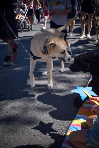 A tan mixed-breed dog on a leash sniffs a black toy dog on a sunny parade-lined street, with onlookers and strollers in the background.