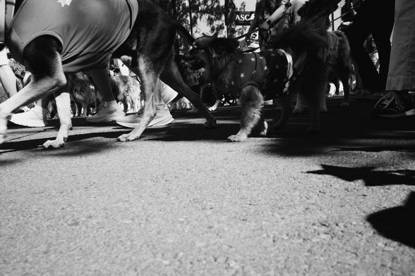 A black and white, low-angle photo of dogs’ legs and paws walking through a parade crowd, including one dog wearing a star-patterned outfit.