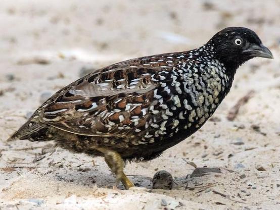 Picture of Black-breasted Buttonquail
