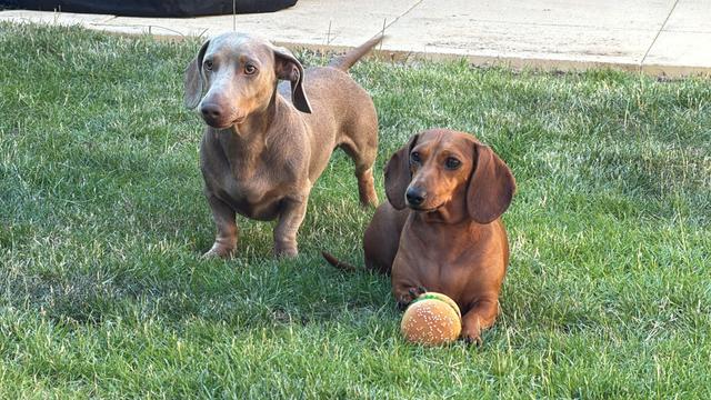 Two dachshunds, one brown and one tan, sit on grass. The tan one stands, and the brown one holds a toy resembling a hamburger.