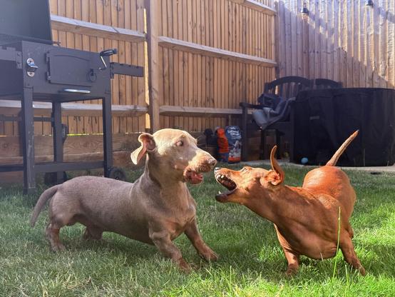 Two dogs, one brown and one gray, are playing in a grassy yard with a wooden fence and a grill in the background.