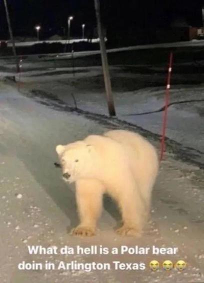 What da hell is a Polar bear
doin in Arlington Texas