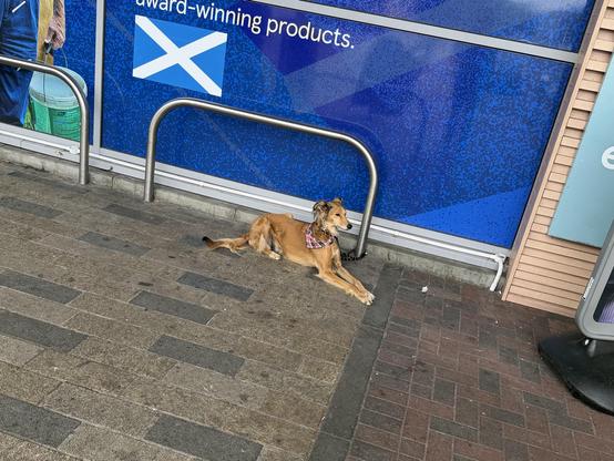 a very relaxed looking sheepdog wearing a colourful bandana is sprawled out on the pavement outside the Big Tesco, watching the entrance
