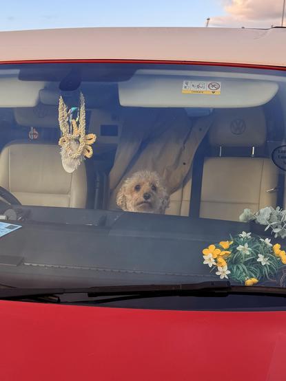 a small dog with a very concerned expression is peeking from behind the dashboard in an empty van