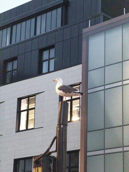 a seagull stands on top of a slightly lopsided lamp post, observing its domain