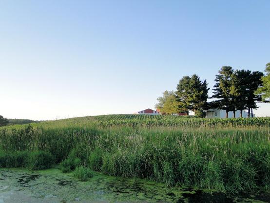 A foreground pond covered in green algae, bordered by tall grasses and reeds. Beyond the grass, a cornfield rises over a hill toward a farmstead with a red barn and white outbuildings, shaded by a cluster of pines and deciduous trees. The sky is clear pale blue, 8:00 PM.