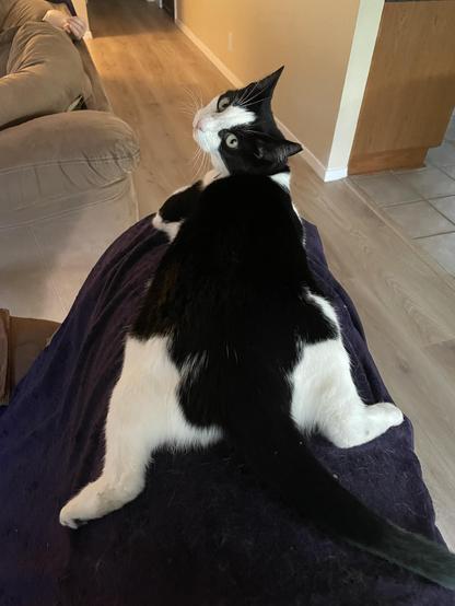 A black and white cat lying down on the back of an easy chair with her back legs kicked out, looking back at me
