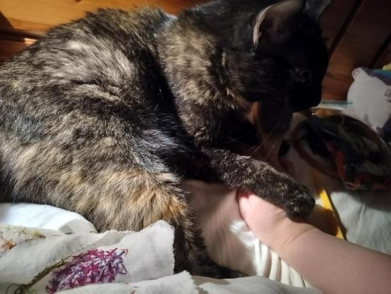 a tortoiseshell cat is lying at the top of a bed. her butt is on the embroidery project, her paw is firmly holding the photographer's hand, and next to her head is a yellow marker and a ziplock bag full of embroidery floss.